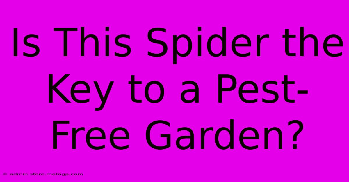 Is This Spider The Key To A Pest-Free Garden?