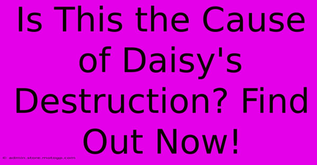 Is This The Cause Of Daisy's Destruction? Find Out Now!