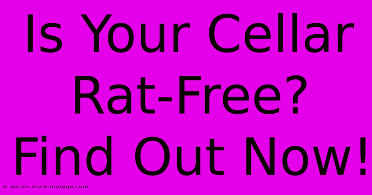 Is Your Cellar Rat-Free? Find Out Now!