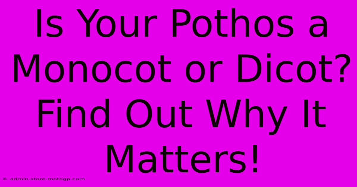 Is Your Pothos A Monocot Or Dicot? Find Out Why It Matters!