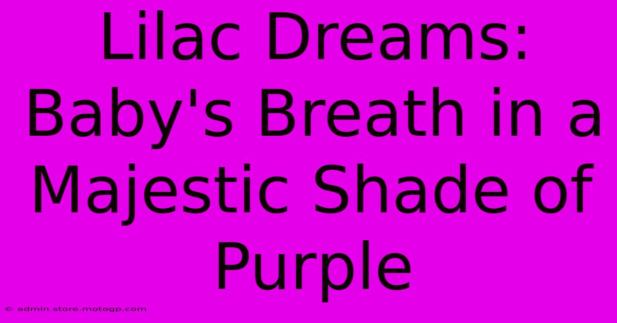 Lilac Dreams: Baby's Breath In A Majestic Shade Of Purple