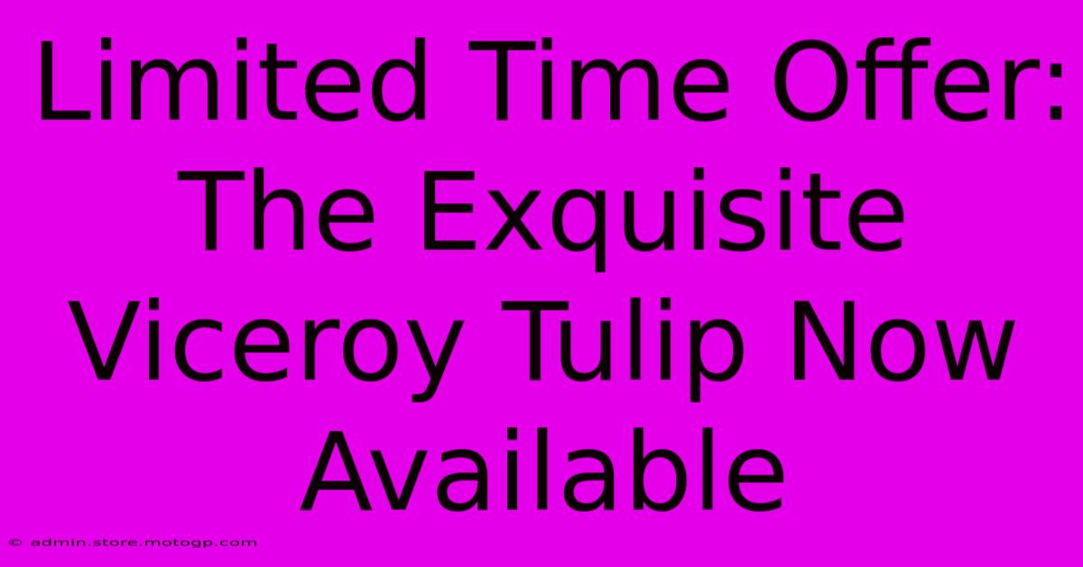 Limited Time Offer: The Exquisite Viceroy Tulip Now Available