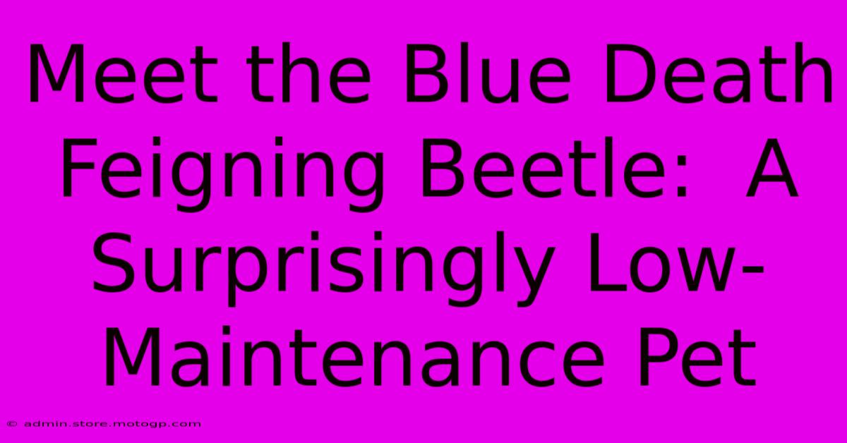 Meet The Blue Death Feigning Beetle:  A Surprisingly Low-Maintenance Pet