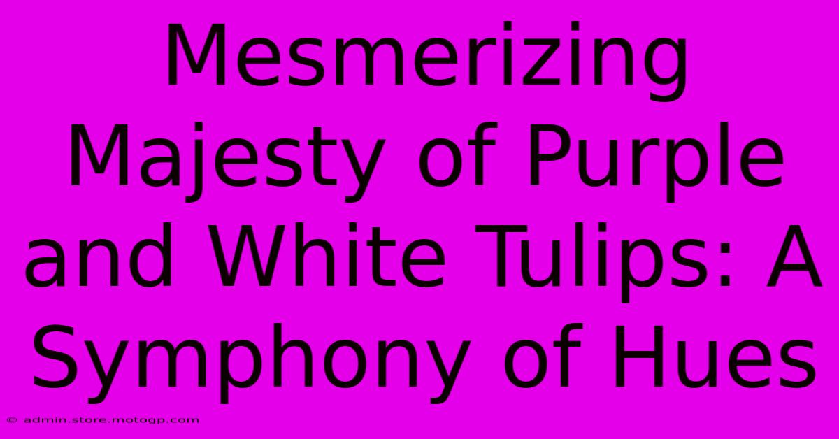 Mesmerizing Majesty Of Purple And White Tulips: A Symphony Of Hues