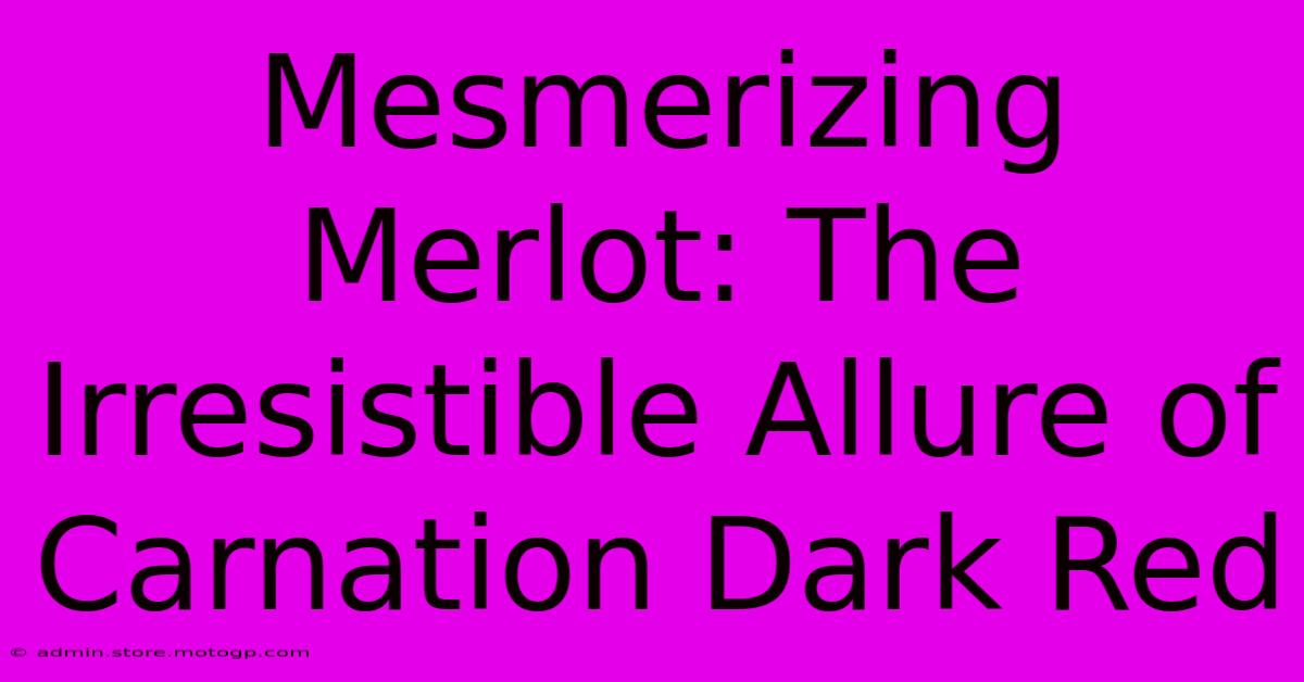 Mesmerizing Merlot: The Irresistible Allure Of Carnation Dark Red