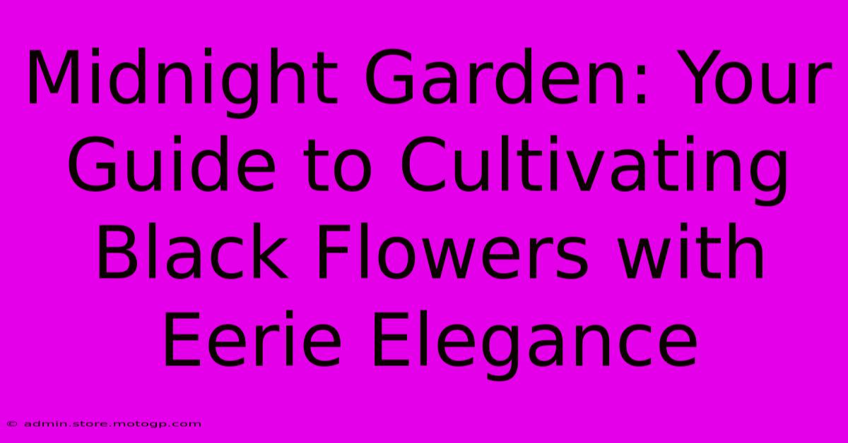 Midnight Garden: Your Guide To Cultivating Black Flowers With Eerie Elegance