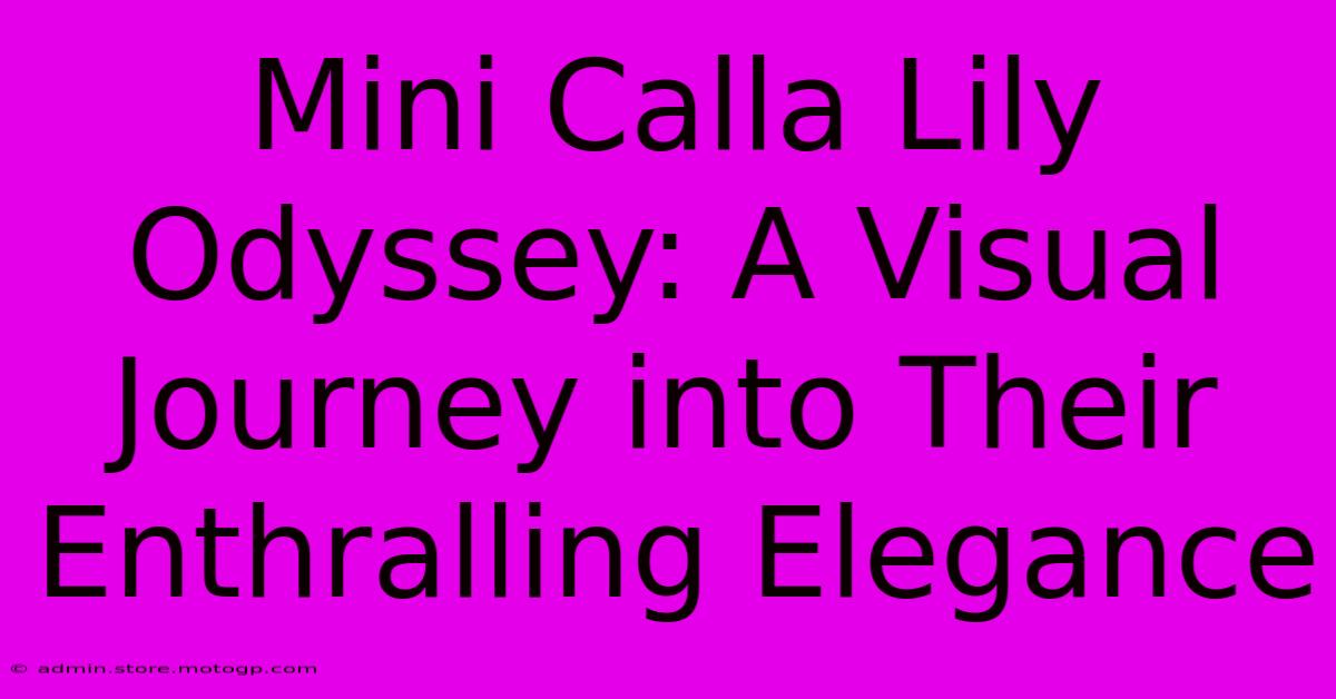 Mini Calla Lily Odyssey: A Visual Journey Into Their Enthralling Elegance