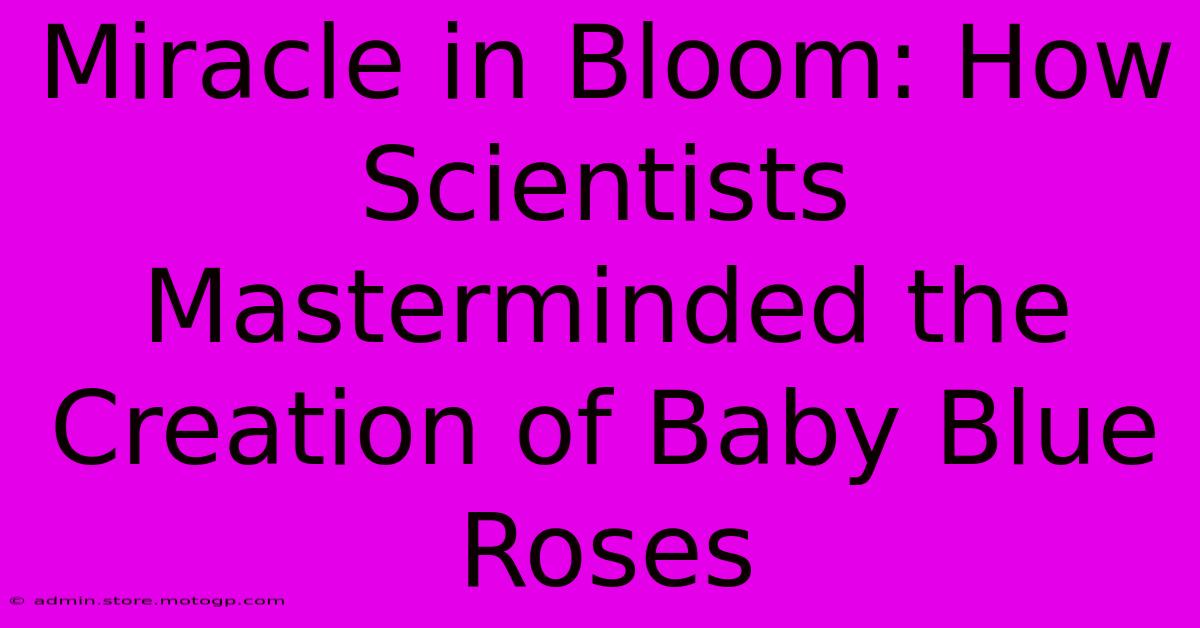 Miracle In Bloom: How Scientists Masterminded The Creation Of Baby Blue Roses