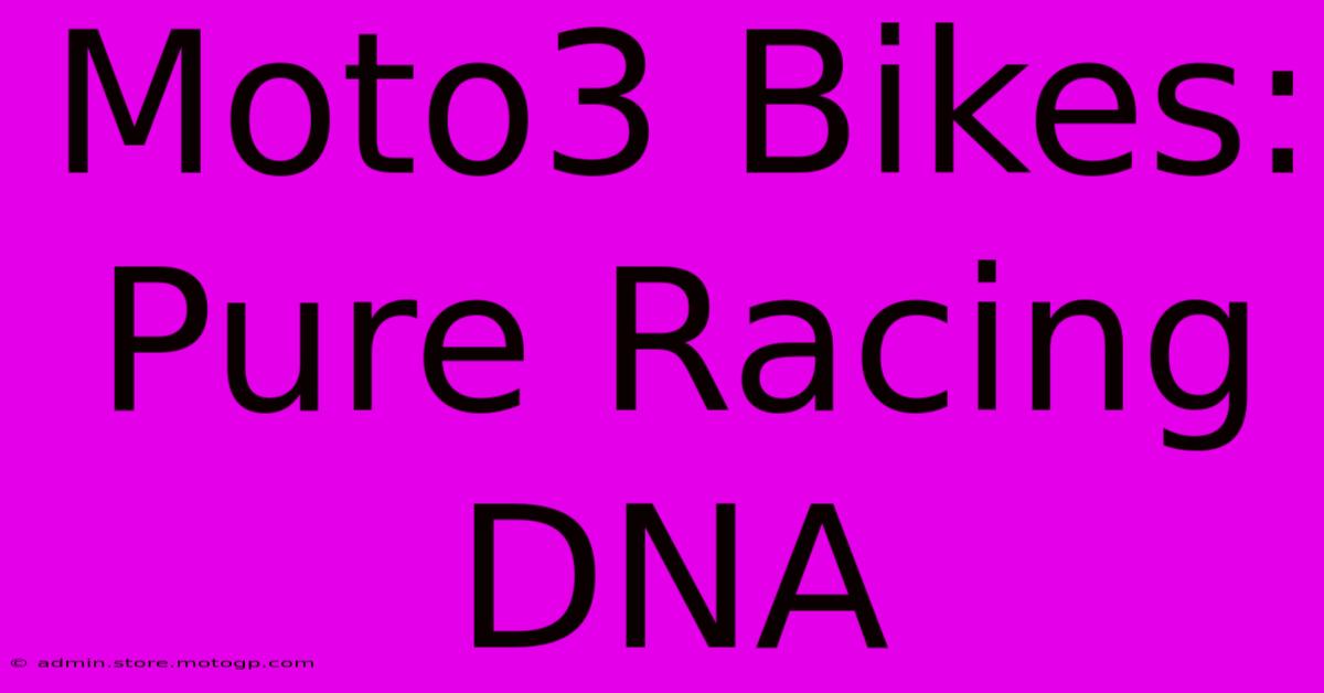 Moto3 Bikes: Pure Racing DNA