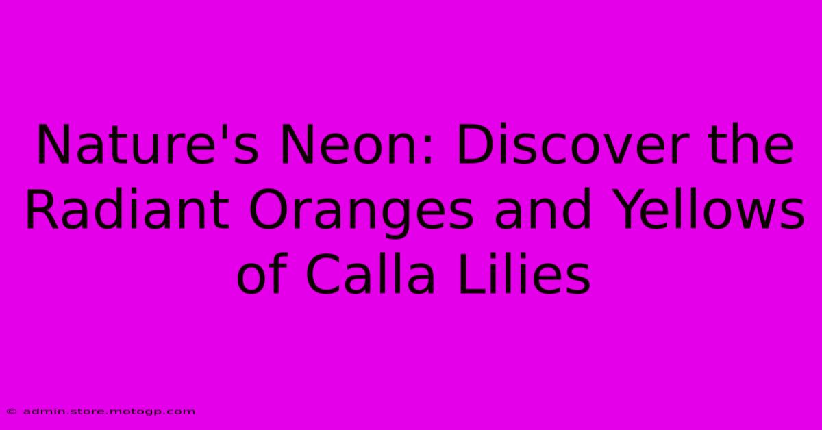 Nature's Neon: Discover The Radiant Oranges And Yellows Of Calla Lilies