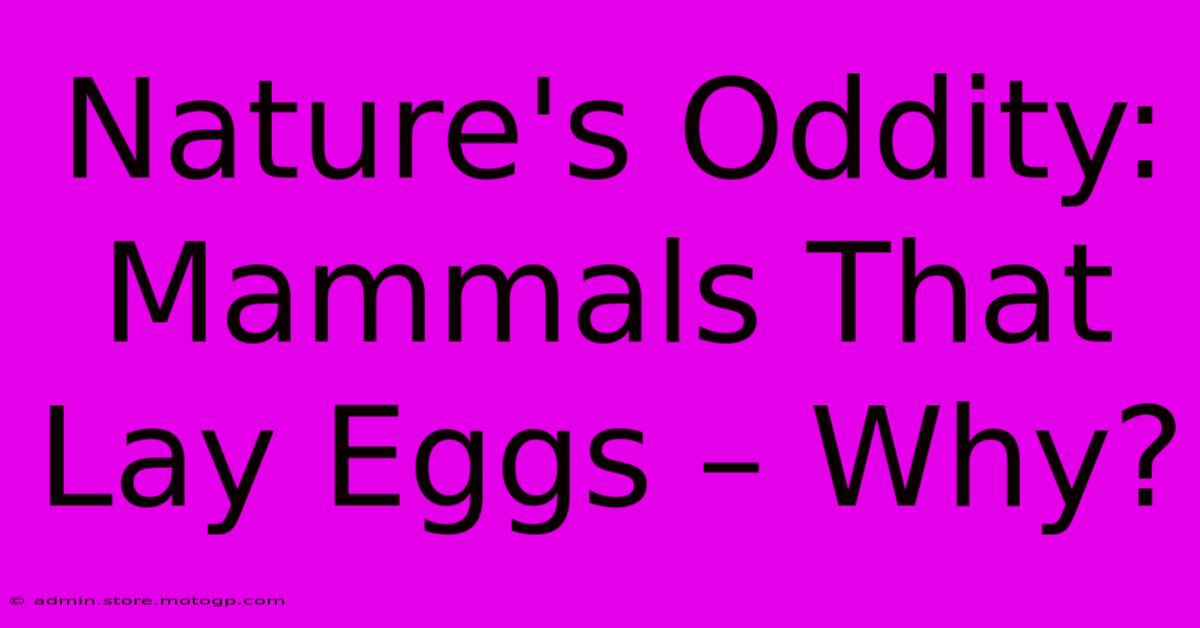 Nature's Oddity:  Mammals That Lay Eggs – Why?