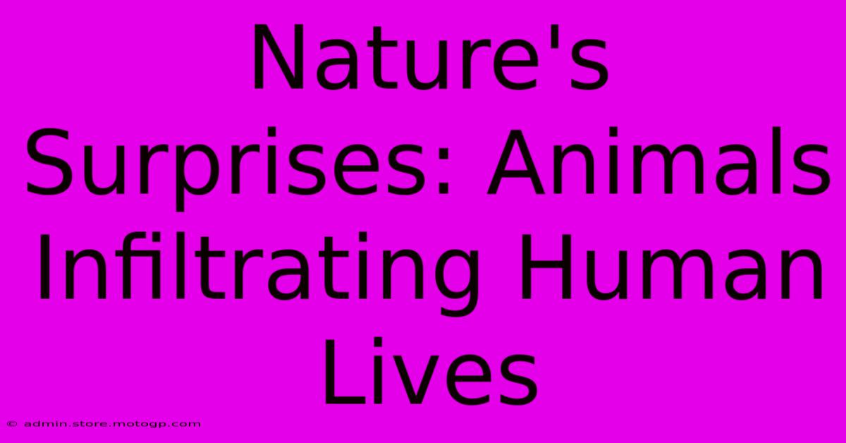 Nature's Surprises: Animals Infiltrating Human Lives