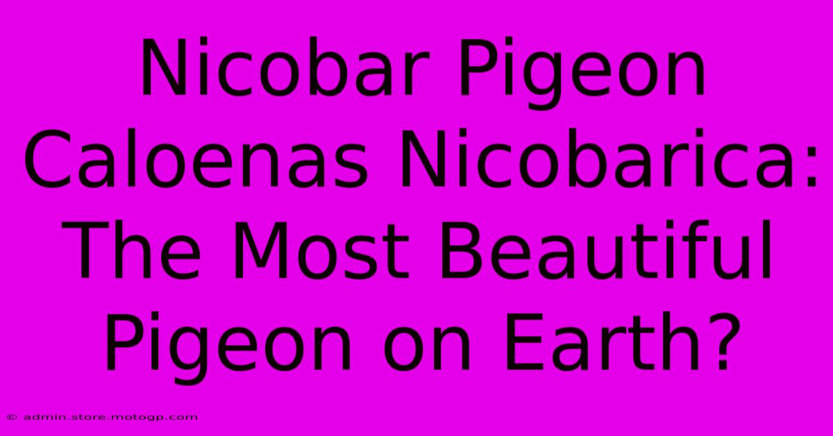 Nicobar Pigeon Caloenas Nicobarica: The Most Beautiful Pigeon On Earth?