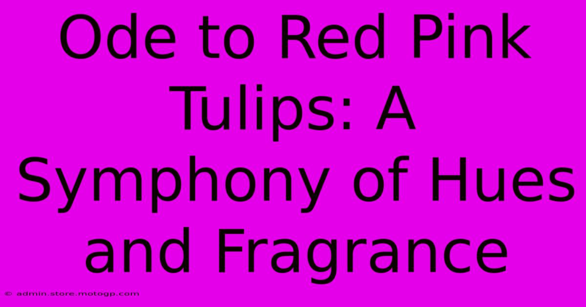 Ode To Red Pink Tulips: A Symphony Of Hues And Fragrance