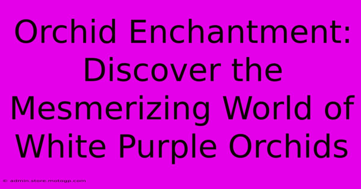 Orchid Enchantment: Discover The Mesmerizing World Of White Purple Orchids