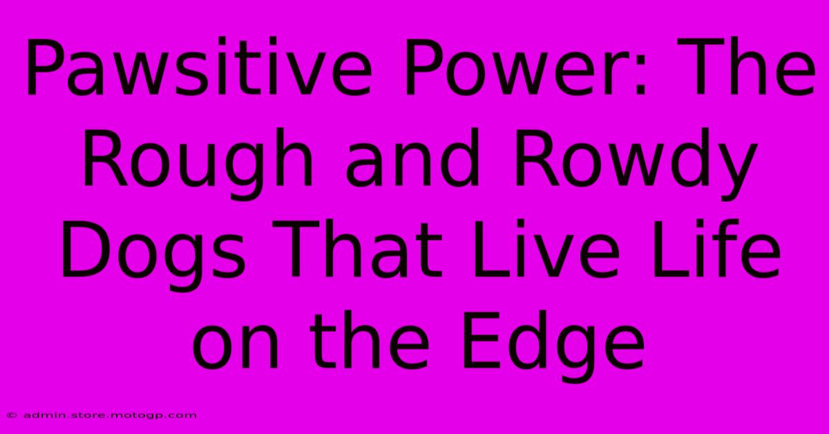 Pawsitive Power: The Rough And Rowdy Dogs That Live Life On The Edge