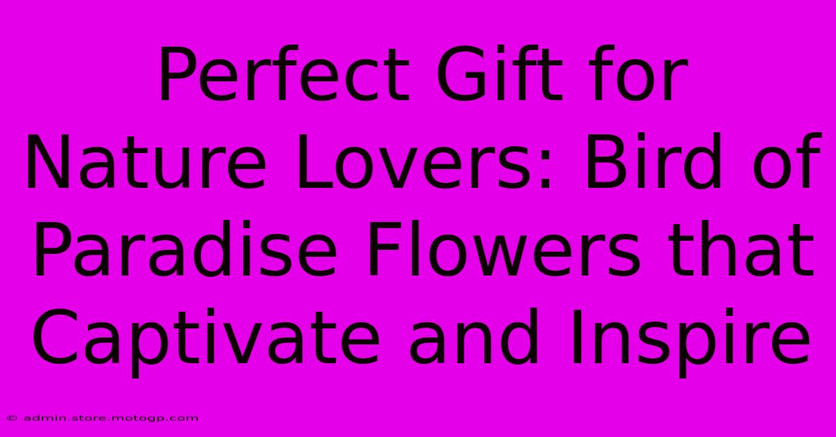 Perfect Gift For Nature Lovers: Bird Of Paradise Flowers That Captivate And Inspire