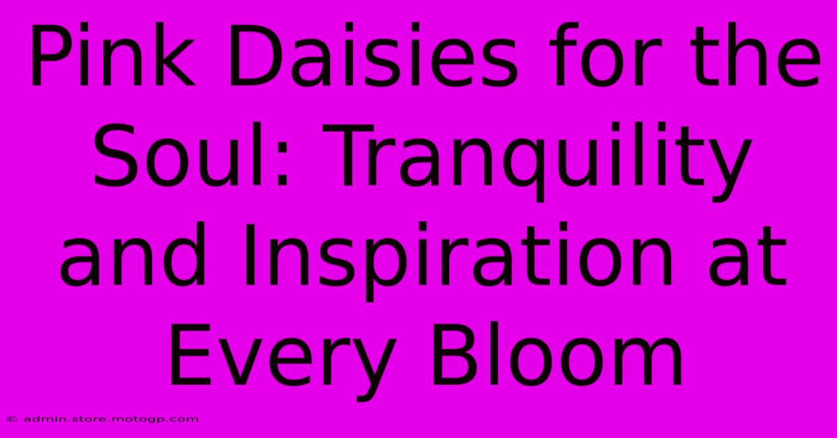 Pink Daisies For The Soul: Tranquility And Inspiration At Every Bloom