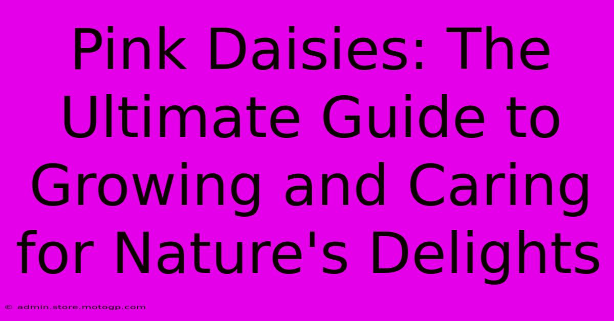 Pink Daisies: The Ultimate Guide To Growing And Caring For Nature's Delights