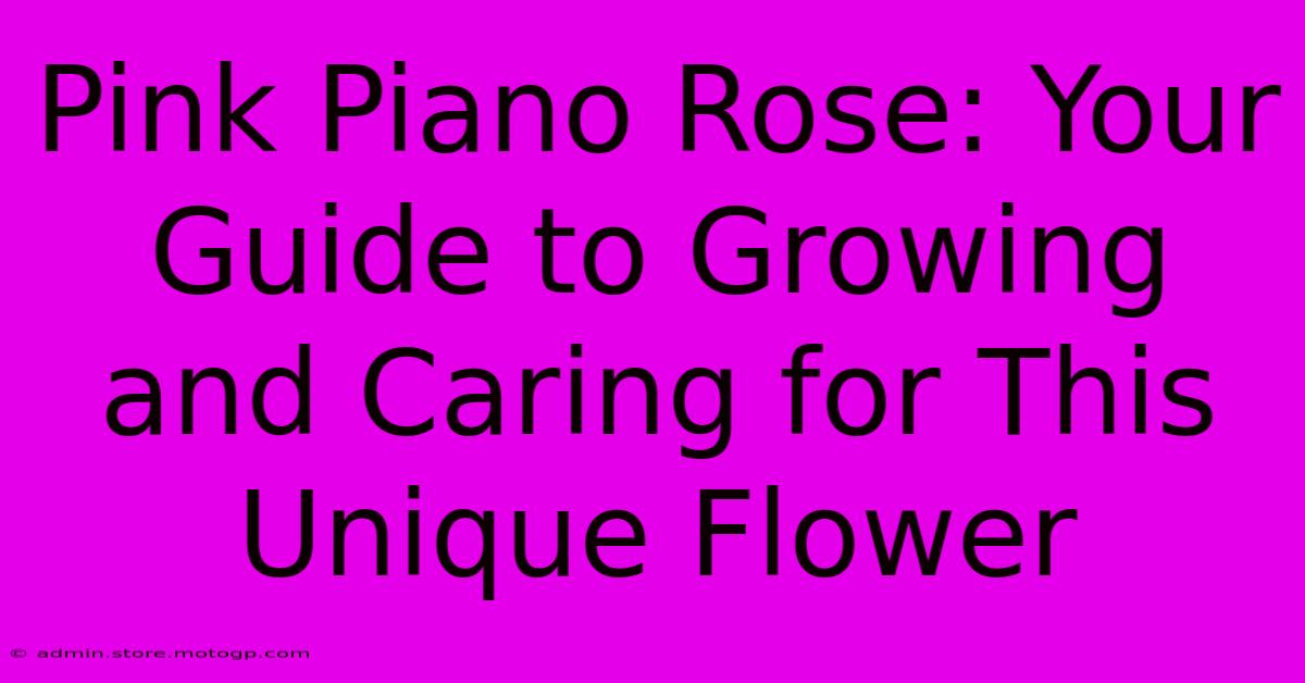 Pink Piano Rose: Your Guide To Growing And Caring For This Unique Flower