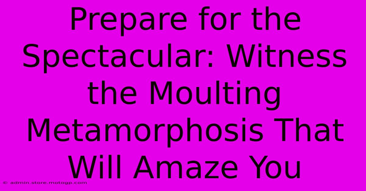 Prepare For The Spectacular: Witness The Moulting Metamorphosis That Will Amaze You