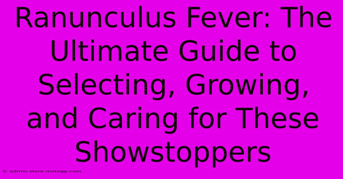 Ranunculus Fever: The Ultimate Guide To Selecting, Growing, And Caring For These Showstoppers