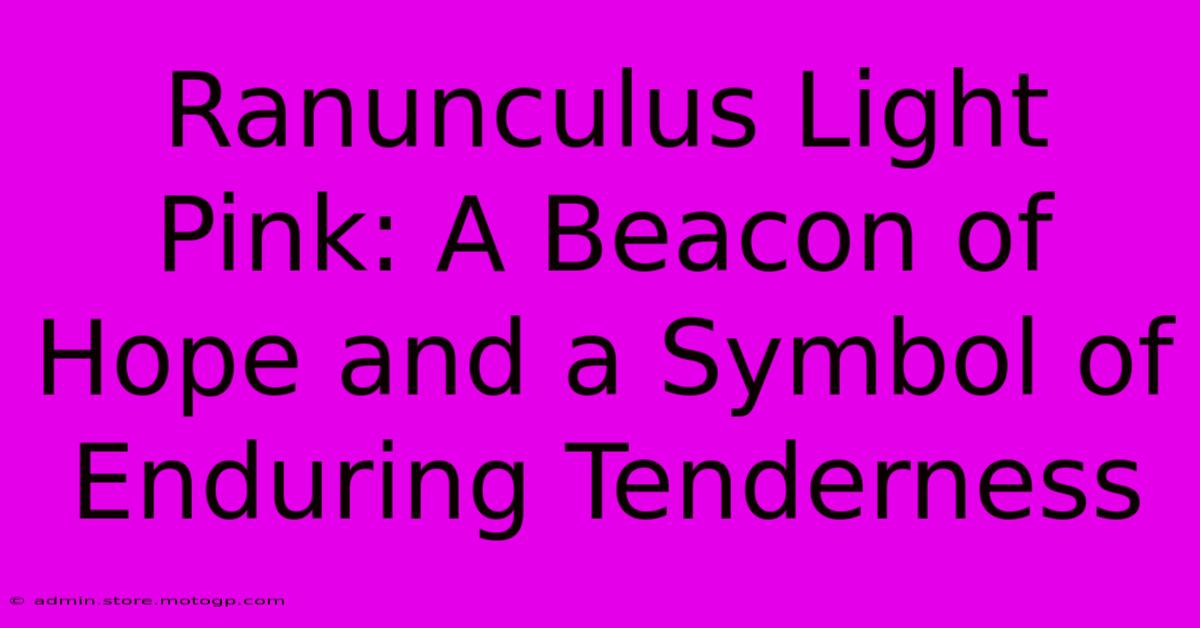Ranunculus Light Pink: A Beacon Of Hope And A Symbol Of Enduring Tenderness