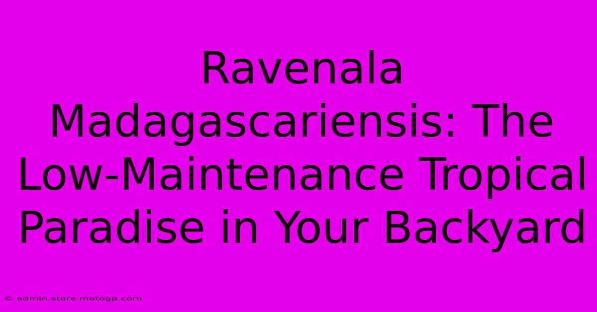 Ravenala Madagascariensis: The Low-Maintenance Tropical Paradise In Your Backyard