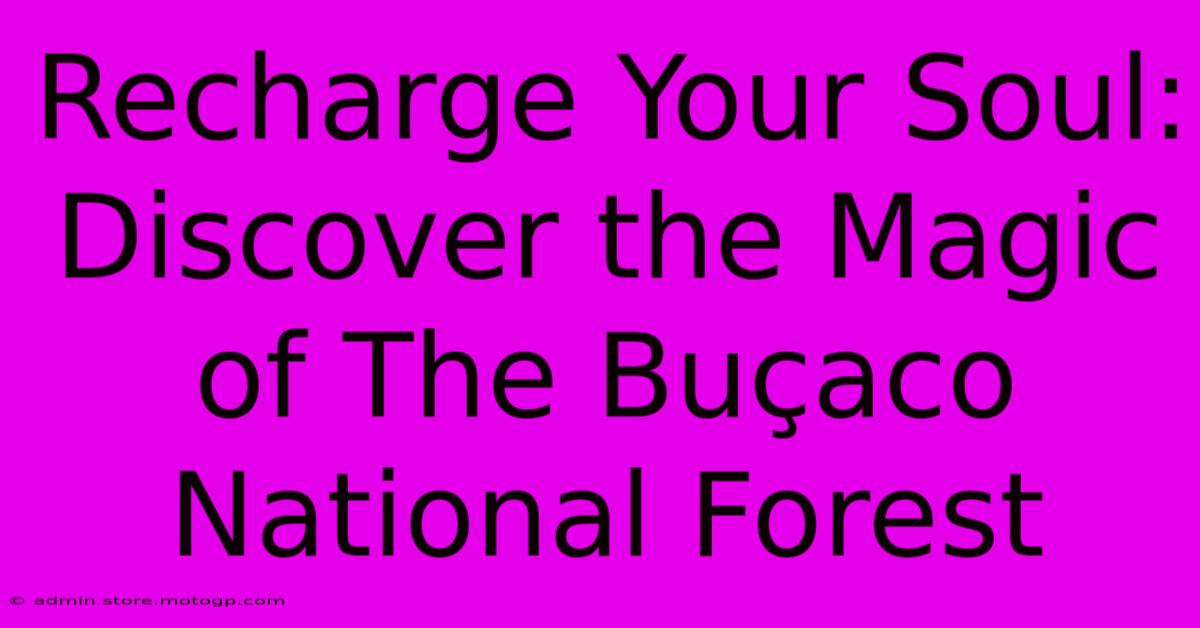 Recharge Your Soul: Discover The Magic Of The Buçaco National Forest