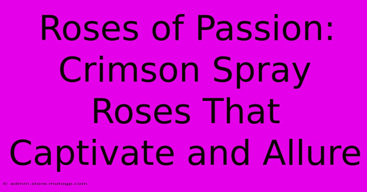 Roses Of Passion: Crimson Spray Roses That Captivate And Allure