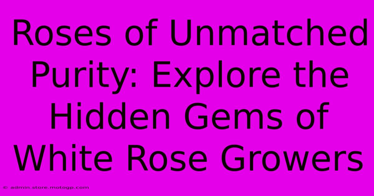 Roses Of Unmatched Purity: Explore The Hidden Gems Of White Rose Growers