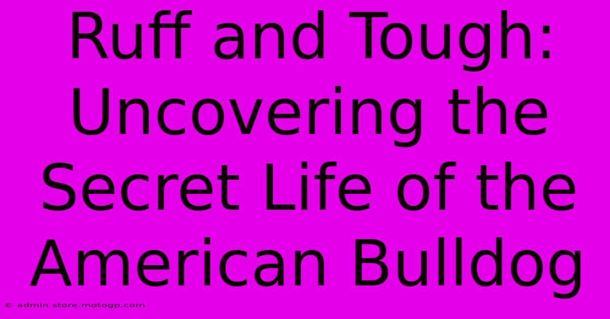 Ruff And Tough: Uncovering The Secret Life Of The American Bulldog