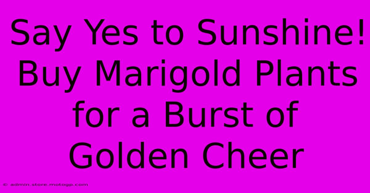 Say Yes To Sunshine! Buy Marigold Plants For A Burst Of Golden Cheer