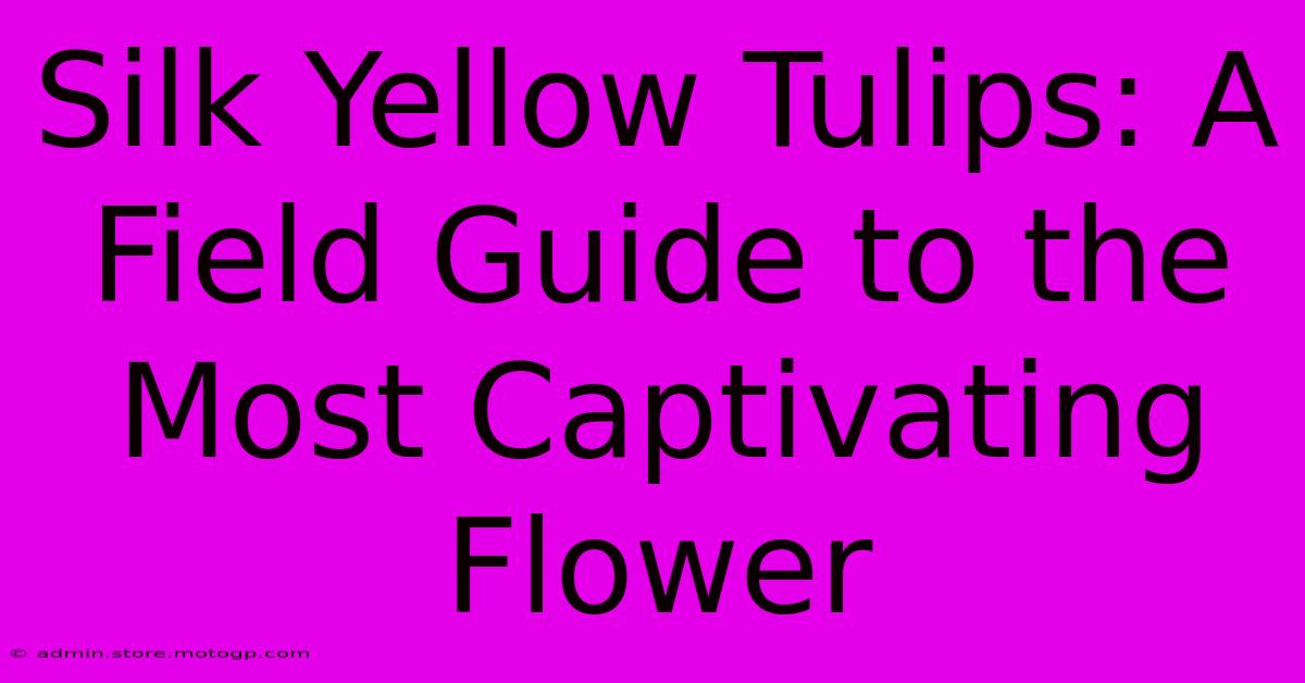 Silk Yellow Tulips: A Field Guide To The Most Captivating Flower