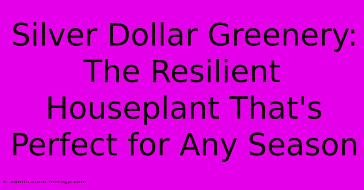 Silver Dollar Greenery: The Resilient Houseplant That's Perfect For Any Season