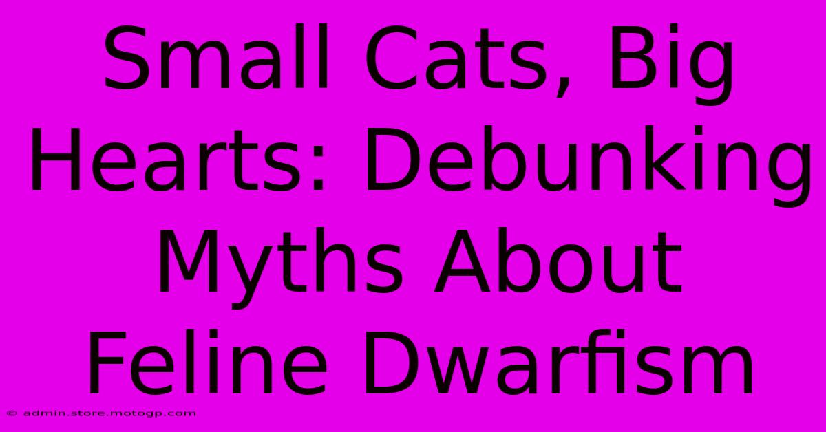 Small Cats, Big Hearts: Debunking Myths About Feline Dwarfism