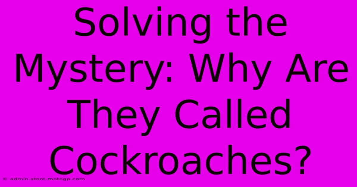 Solving The Mystery: Why Are They Called Cockroaches?