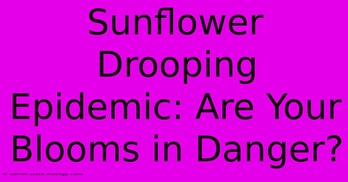 Sunflower Drooping Epidemic: Are Your Blooms In Danger?