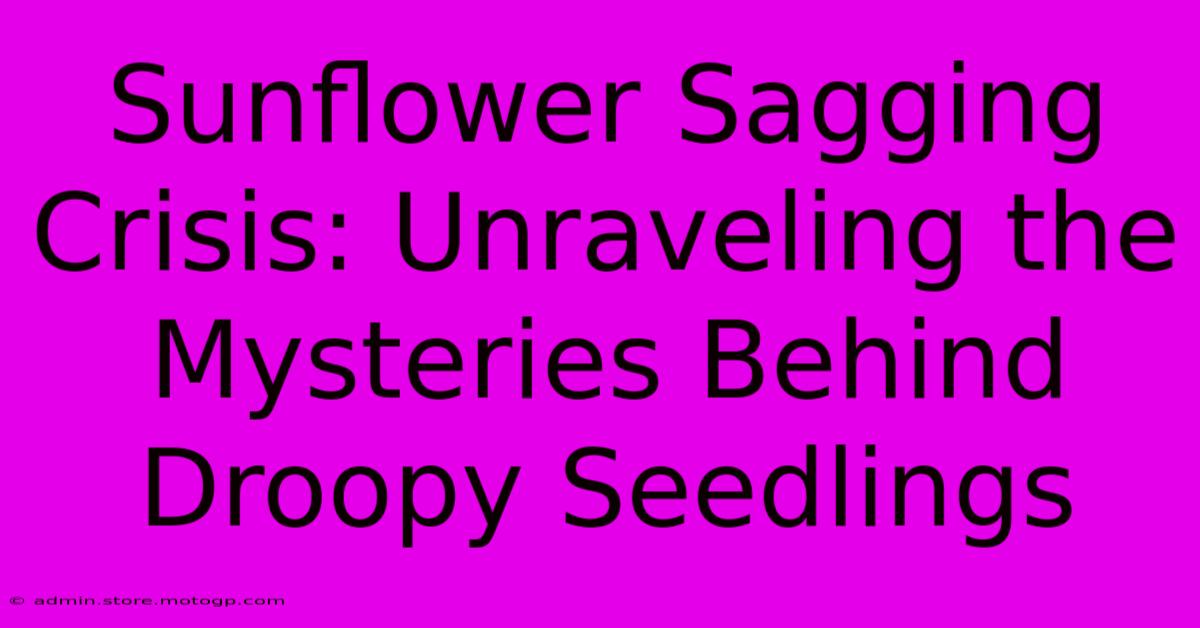 Sunflower Sagging Crisis: Unraveling The Mysteries Behind Droopy Seedlings