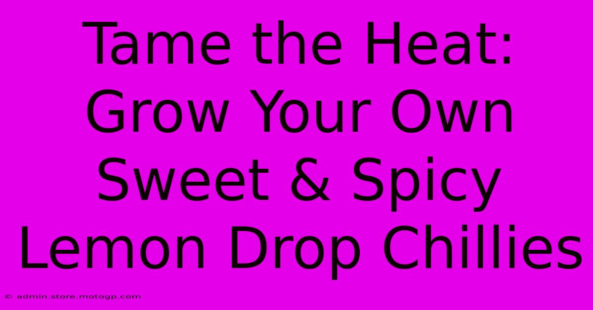 Tame The Heat: Grow Your Own Sweet & Spicy Lemon Drop Chillies