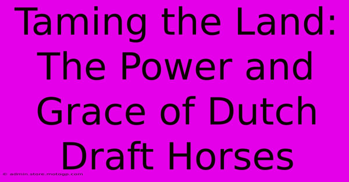 Taming The Land: The Power And Grace Of Dutch Draft Horses