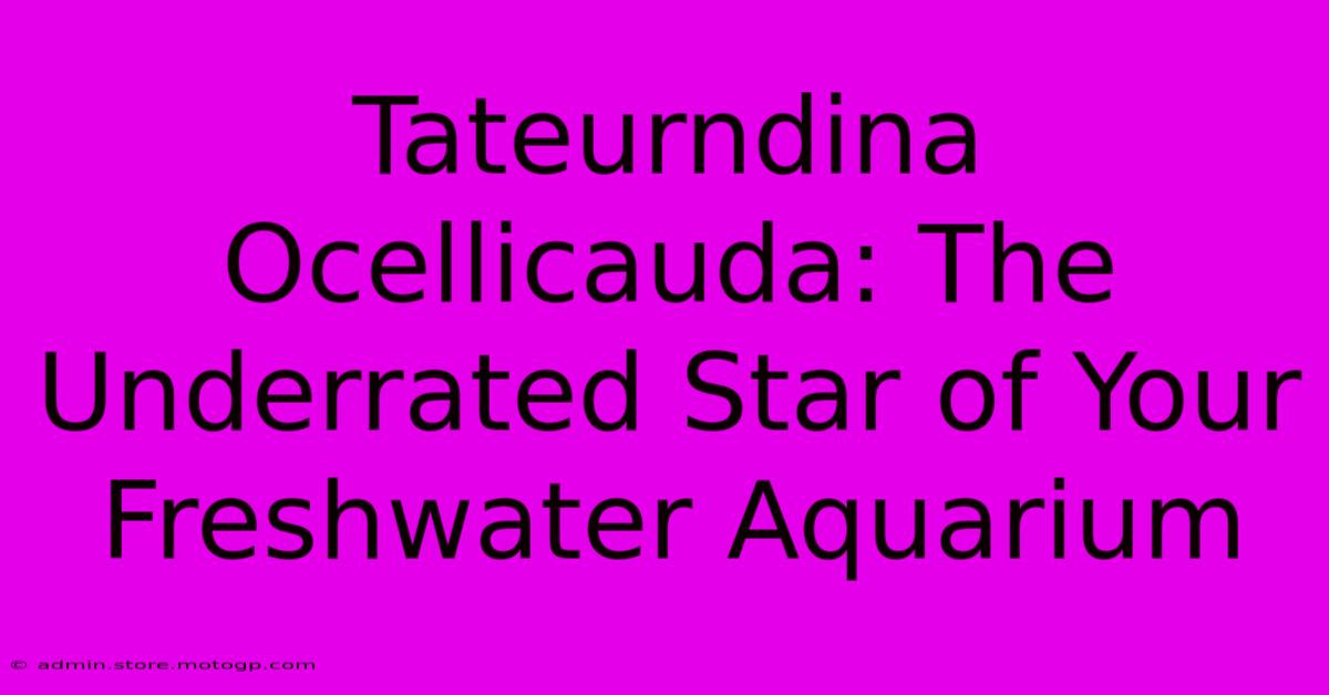 Tateurndina Ocellicauda: The Underrated Star Of Your Freshwater Aquarium