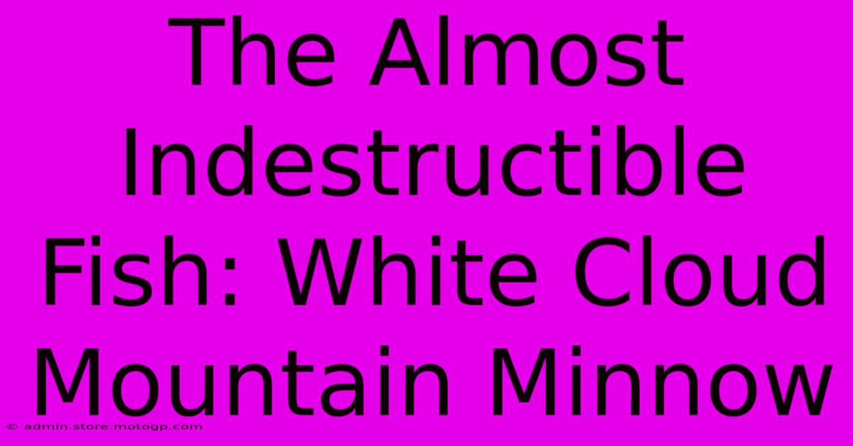 The Almost Indestructible Fish: White Cloud Mountain Minnow