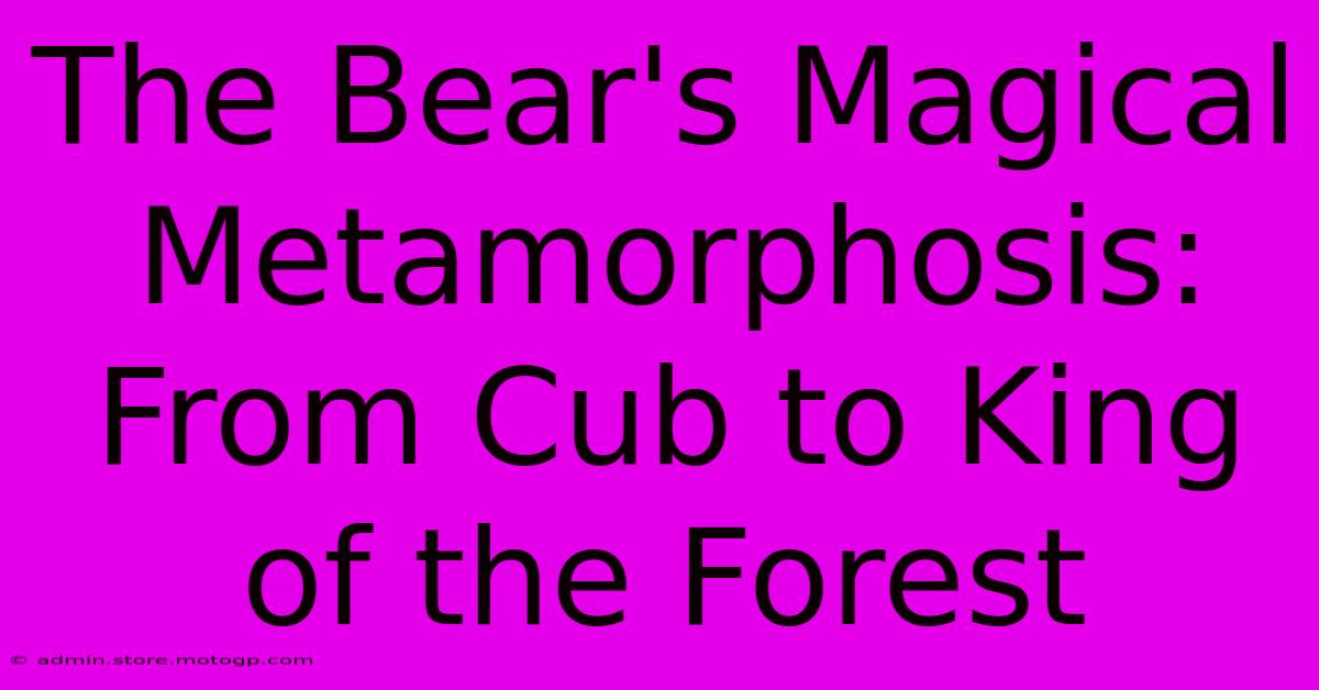 The Bear's Magical Metamorphosis: From Cub To King Of The Forest