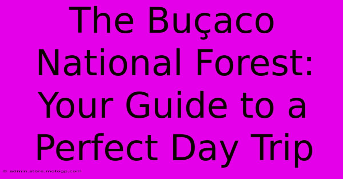 The Buçaco National Forest: Your Guide To A Perfect Day Trip