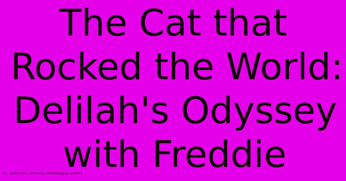 The Cat That Rocked The World: Delilah's Odyssey With Freddie