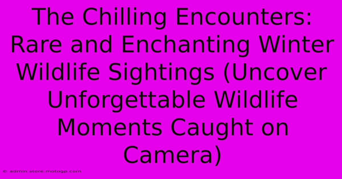 The Chilling Encounters: Rare And Enchanting Winter Wildlife Sightings (Uncover Unforgettable Wildlife Moments Caught On Camera)