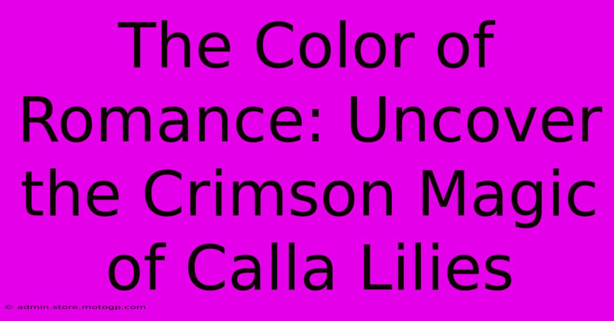 The Color Of Romance: Uncover The Crimson Magic Of Calla Lilies