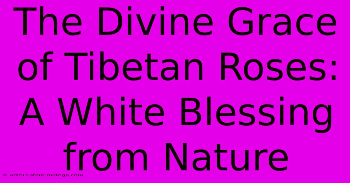 The Divine Grace Of Tibetan Roses: A White Blessing From Nature