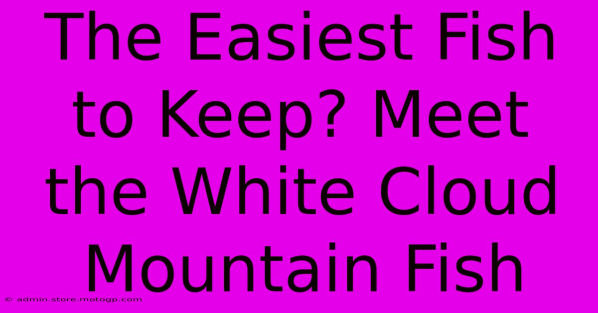 The Easiest Fish To Keep? Meet The White Cloud Mountain Fish